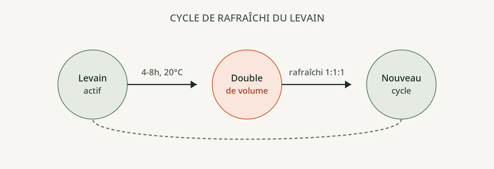 Cycle d'un levain naturel : rafraîchi, fermentation, pic d'activité