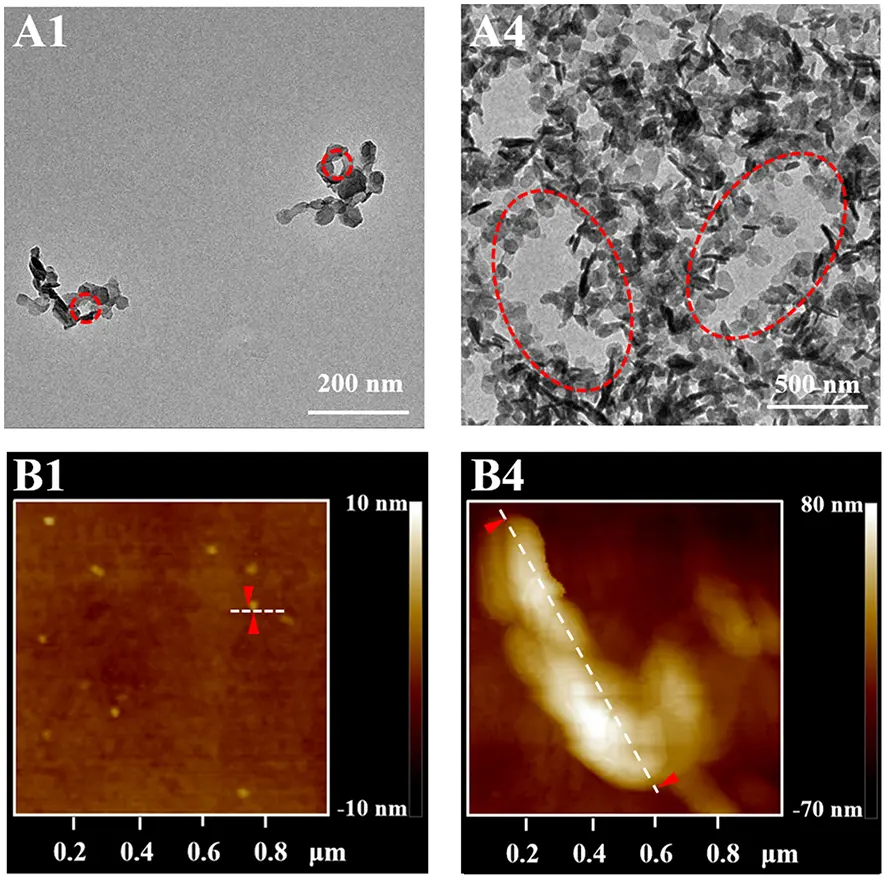 Microscopies TEM et AFM de micelles de SHDAB : petites structures à la CMC à gauche et assemblages allongés à cinquante fois la CMC à droite