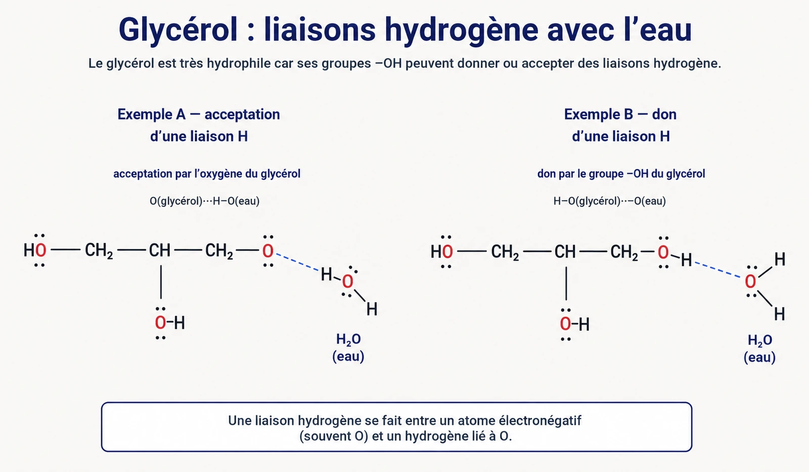 La molécule de glycérol et ses trois groupes hydroxyle qui forment des liaisons hydrogène avec l'eau
