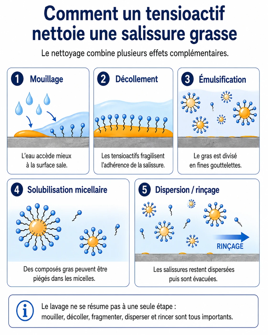 Les cinq étapes du nettoyage : mouillage, décollement, émulsification, solubilisation micellaire, dispersion et rinçage