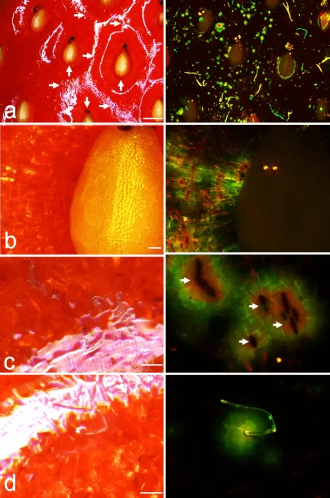 Microfissures de la cuticule d’une fraise observées en lumière normale à gauche et en fluorescence à droite