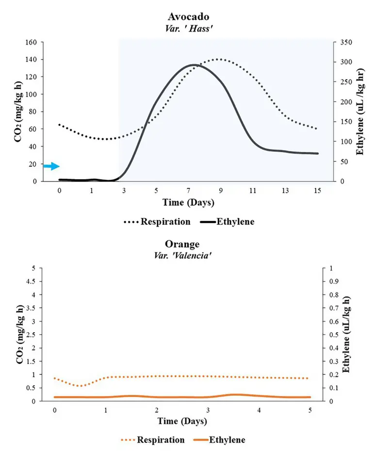 Évolution comparée de la respiration et de la production d’éthylène chez l’avocat climactérique et l’orange non climactérique